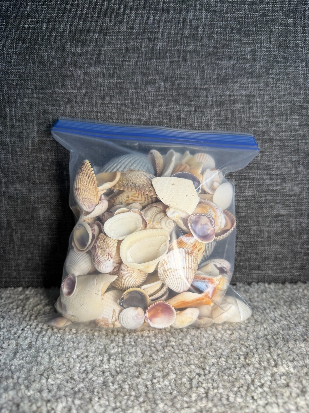 Quart of Assorted Natural Seashells from Florida
